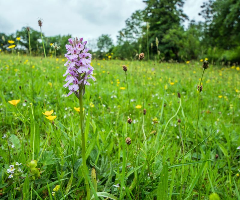 awen-bryngarw-nature-trails-awen-bryngarw