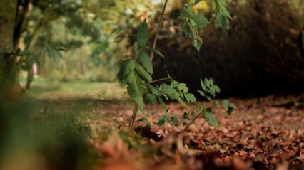 4 Ways a Trip to Bryngarw Can Boost Your Wellbeing
