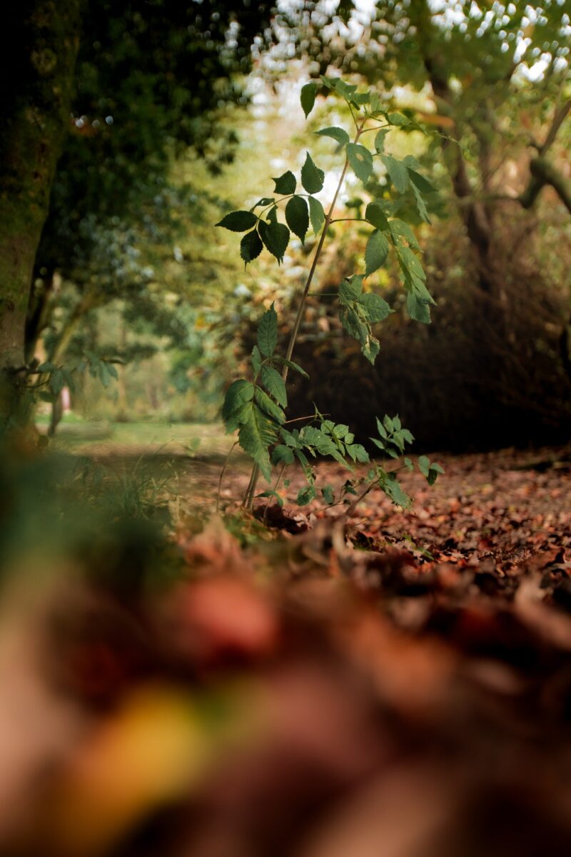 4 Ways a Trip to Bryngarw Can Boost Your Wellbeing