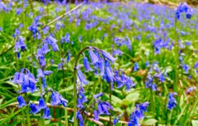 Meadow Meander