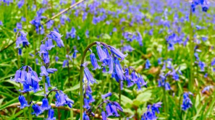National Plant Health Week (6 – 12 May 2024)