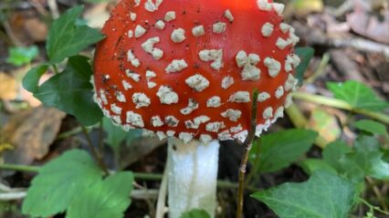 Join Ranger Adam on a Mushroom Hunt