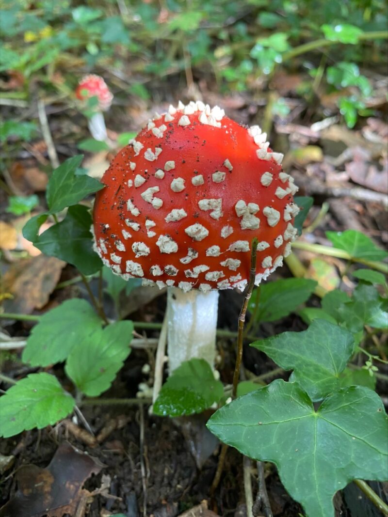 Join Ranger Adam on a Mushroom Hunt