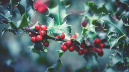 What you can see in Bryngarw this Winter