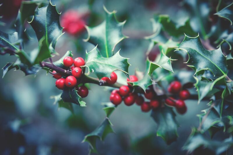 What you can see in Bryngarw this Winter