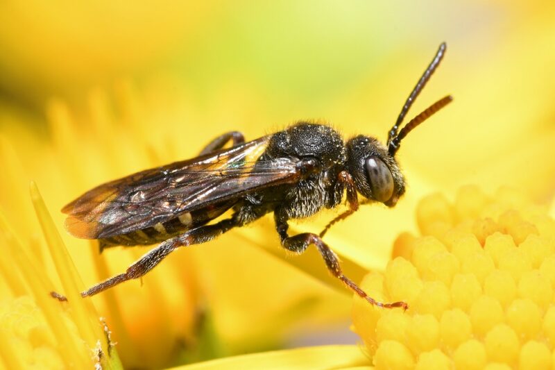 Bryngarw Volunteers are ‘buzzing’ with rare bee species find