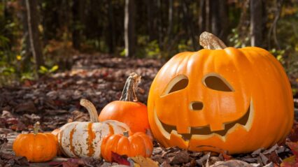 Half Term Fun at Bryngarw Country Park