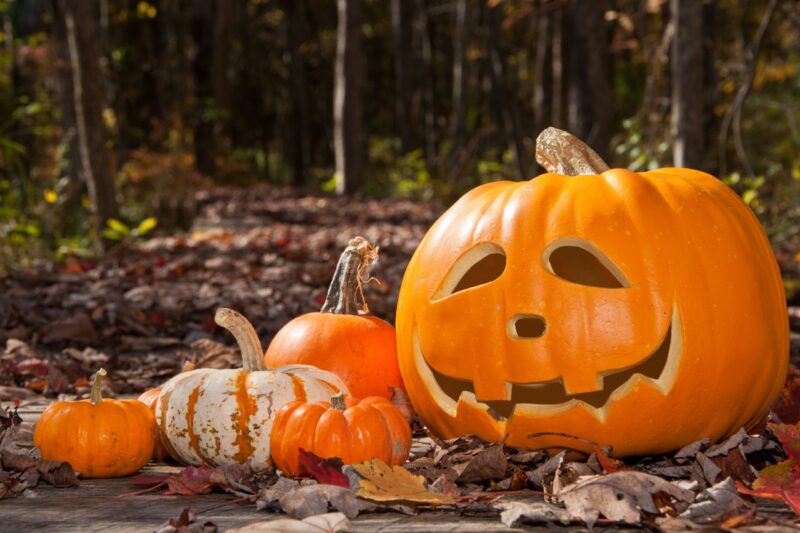 Half Term Fun at Bryngarw Country Park
