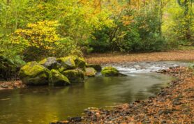 Riverside Ramble