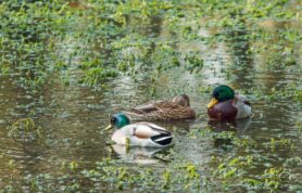 Wetlands Wander