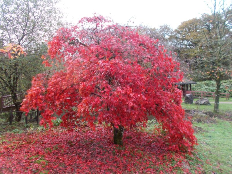 Four Reasons Why a Trip to Bryngarw Could Boost Your Wellbeing