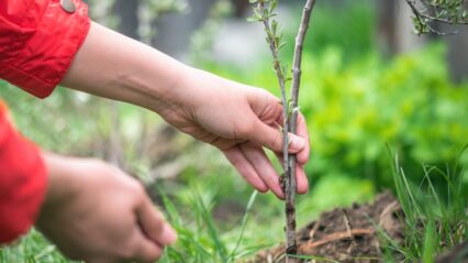 Bryngarw Country Park to become a hub for ‘My Tree, Our Forest’ initiative