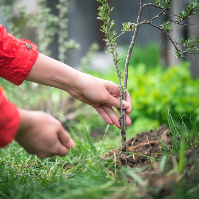 Bryngarw Country Park to become a hub for ‘My Tree, Our Forest’ initiative