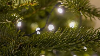 Christmas trees on sale at B-Leaf from 25th November