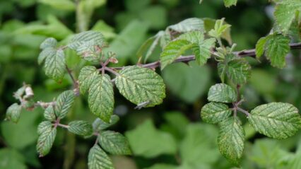 Volunteers needed for woodland “bramble bashing”
