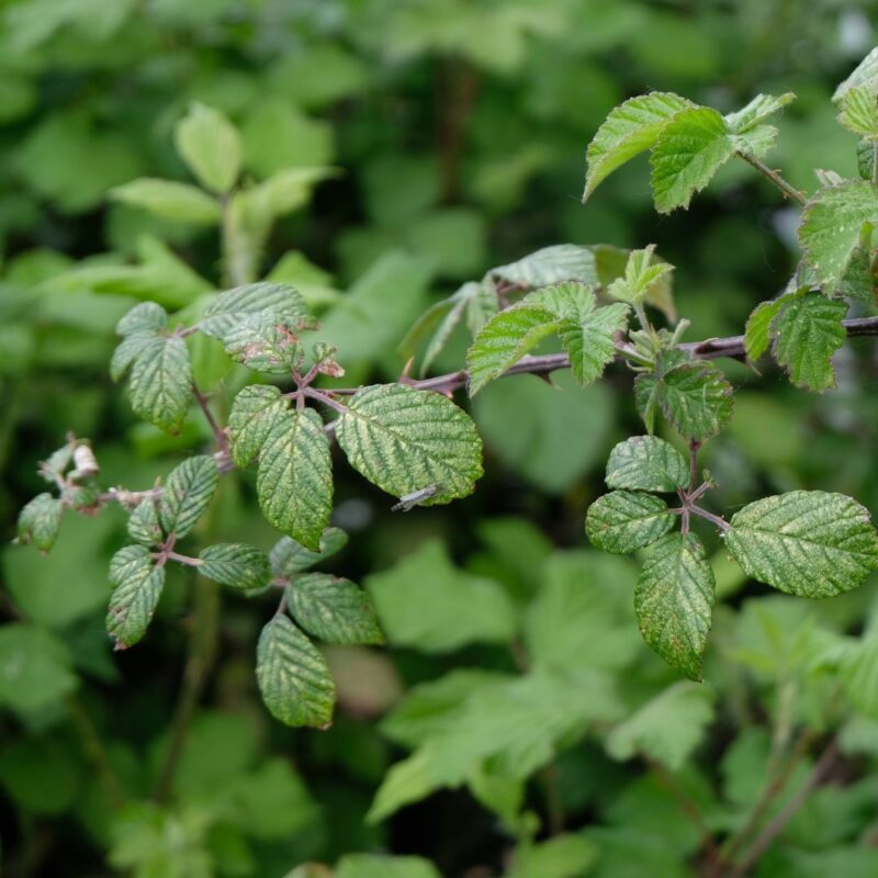 Volunteers needed for woodland “bramble bashing”