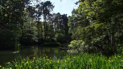 Protecting Bryngarw’s Precious Habitats to Help Combat Climate Change