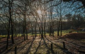 Woodland Walk
